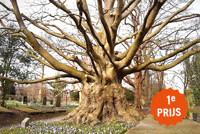 Mooiste boom van Zuid-Holland
