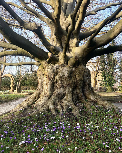 De mooiste boom van Zuid-Holland