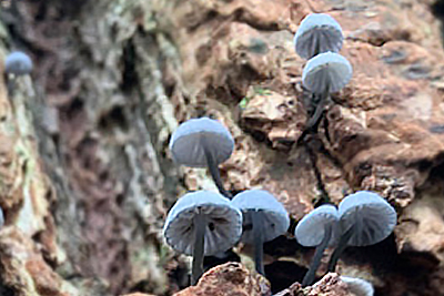 Column: Klein paars paddenstoeltje